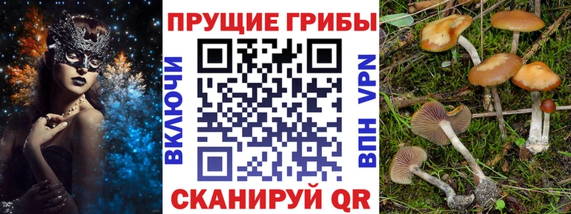 Купить где  Первомайск  Псилоцибиновые грибы Cubensis 
